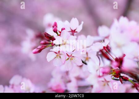 Belles fleurs roses fleuries de cerisier japonais Banque D'Images