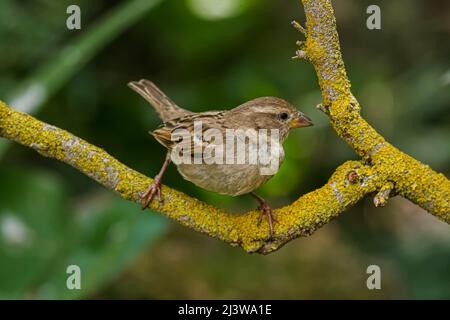 Femme maison Sparrow (Passer domesticus) photographiée en Israël hiver février Banque D'Images