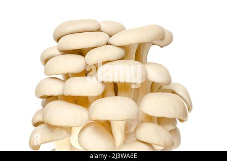 Groupe de champignons d'huîtres frais, vue avant. Pleurotus, également connu sous le nom d'ormeau ou de champignon d'arbre. L'un des champignons les plus cultivés et les plus consommés. Banque D'Images