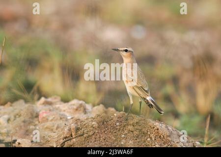 Isabelline Wheatear, Oenanthe isabellina, photographiée en Israël en été Banque D'Images