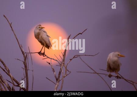 L'égret de bovins de l'Ouest (Bubulcus ibis) silhoueté au soleil couchant. Photographié en Israël en août Banque D'Images