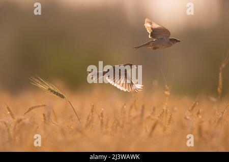 La maison est en vol à la tombée de la nuit Banque D'Images