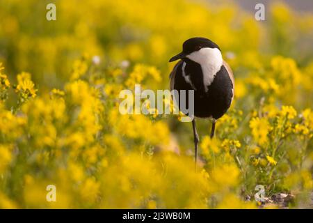 Laponière à ailettes (Vanellus spinosus) debout dans un champ de printemps. Photographié en Israël en février Banque D'Images