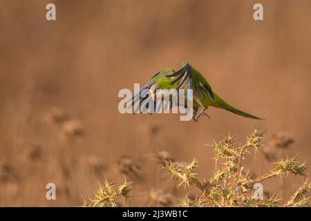 Une population de Monk Parakeet, également connue sous le nom de Quaker Parrot, (Myiopsitta monachus) originaire d'Amérique du Sud ces oiseaux ont échappé au Fro Banque D'Images