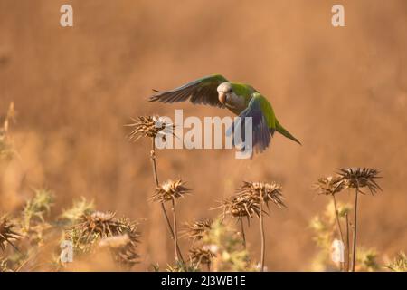 Une population de Monk Parakeet, également connue sous le nom de Quaker Parrot, (Myiopsitta monachus) originaire d'Amérique du Sud ces oiseaux ont échappé au Fro Banque D'Images