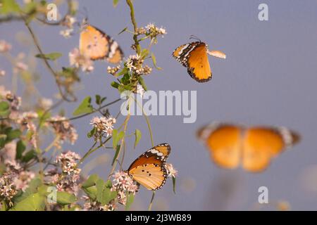 Tigre de plaine (Danaus chrysippus) AKA le monarque africain le papillon est trouvé de la Méditerranée à l'Afrique tropicale et l'Asie, et jusqu'à l'Australie. JE Banque D'Images