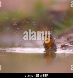 Robin européen (erithacus rubecula) près de l'eau, photographié en israël. En novembre Banque D'Images