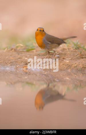 Robin européen (erithacus rubecula) près de l'eau, photographié en israël. En novembre Banque D'Images