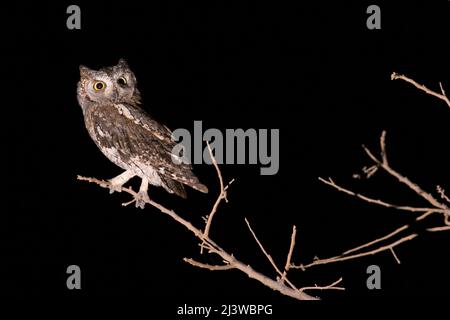 La chouette des arnaques eurasiennes (Otus Scrops), photographiée la nuit avec un arrière-plan sombre en Israël en septembre Banque D'Images