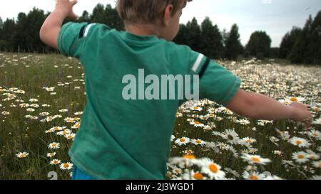 Un garçon qui court sur le terrain et qui récolte des pâquerettes. Créatif. L'enfant court et se réjouit dans le champ avec beaucoup de fleurs. Banque D'Images