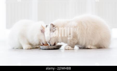 Ragdoll chats dans une pièce lumineuse Banque D'Images