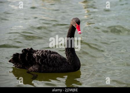 Cygne noir (Cygnus atratus) Hullbridge, Essex, Royaume-Uni. Banque D'Images