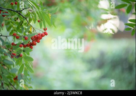 Framboises rouges mûres à la fin de l'été, faible profondeur de champ, fond de bokeh. Banque D'Images