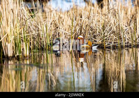 Rencontre étroite entre un canard mandarin mâle (Aix galericulata) et un canard de Caroline mâle (Aix parrainage) sur un petit lac artificiel près de la ville de Timi Banque D'Images