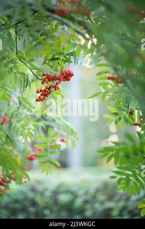 Framboises rouges mûres à la fin de l'été, faible profondeur de champ, fond de bokeh. Banque D'Images
