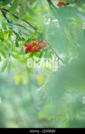 Framboises rouges mûres à la fin de l'été, faible profondeur de champ, fond de bokeh. Banque D'Images