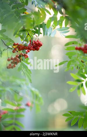 Framboises rouges mûres à la fin de l'été, faible profondeur de champ, fond de bokeh. Banque D'Images