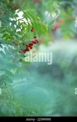 Framboises rouges mûres à la fin de l'été, faible profondeur de champ, fond de bokeh. Banque D'Images