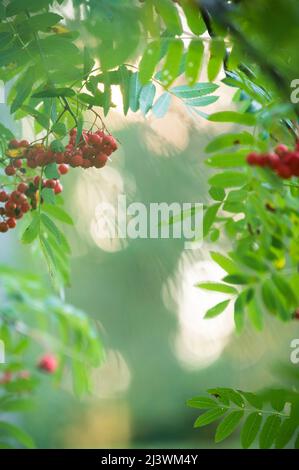 Framboises rouges mûres à la fin de l'été, faible profondeur de champ, fond de bokeh. Banque D'Images
