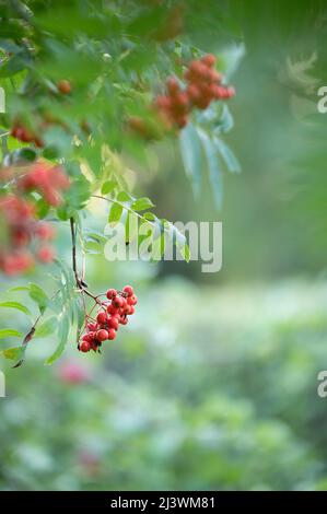 Framboises rouges mûres à la fin de l'été, faible profondeur de champ, fond de bokeh. Banque D'Images