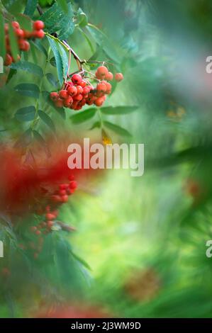 Framboises rouges mûres à la fin de l'été, faible profondeur de champ, fond de bokeh. Banque D'Images