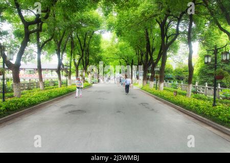 Zhenjiang, Chine. 12 août 2017. Touristes chinois marchant sous une voûte d'arbres dans le temple de jinshan zone pittoresque à Zhenjiang Chine, jiangsu Banque D'Images