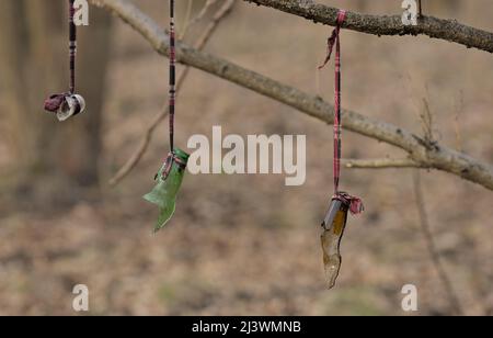 Bouteilles cassées accrochées à un arbre dans les bois, champ de tir d'airgun extérieur Banque D'Images