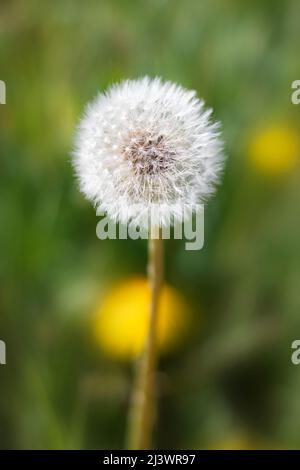 Le Taraxacum est un grand genre de plantes à fleurs de la famille des Asteraceae, qui se compose d'espèces communément appelées pissenlits. Banque D'Images