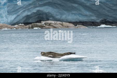 Leopard Seal se prélassant sur un berg de glace, Antarctique Banque D'Images