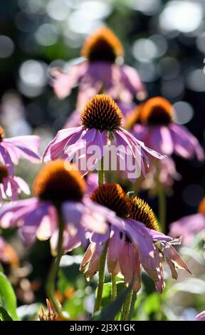 Jardin de printemps de rêve avec des fleurs de conée rose rétroéclairées, Echinacea purpurea, famille des Asteraceae. Arrière-plan bokeh sombre. Banque D'Images