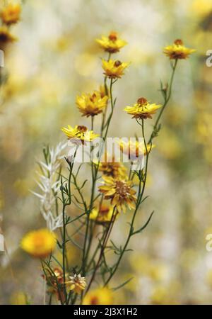 Fleurs jaunes de la Daisy éternelle Sticky, originaire de l'Australie orientale, Xerochrysum viscosum, famille des Asteraceae, près de Cowra, dans le centre-ouest de la Nouvelle-Galles du Sud Banque D'Images