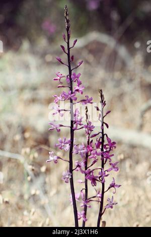 Grand pic de fleurs et fleurs roses de l'orchidée de jacinthe de Rosy, originaire d'Australie, Dipodium roseum, famille des orchidées. Banque D'Images