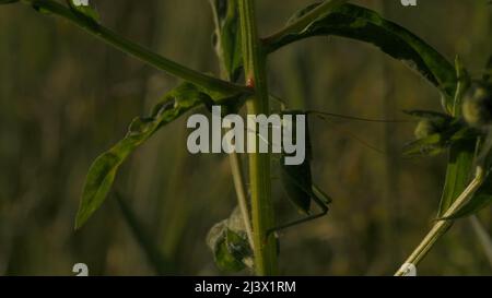 Vue macro d'une sauterelle verte reposant sur une tige de feuille verte. Créatif. Concept de la nature et de la faune, un insecte dans le champ. Banque D'Images