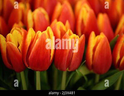Beaucoup de tulipes fleuris à deux tons. Arrière-plan des fleurs. Banque D'Images