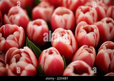 Beaucoup de tulipes fleuris à deux tons. Arrière-plan des fleurs. Banque D'Images