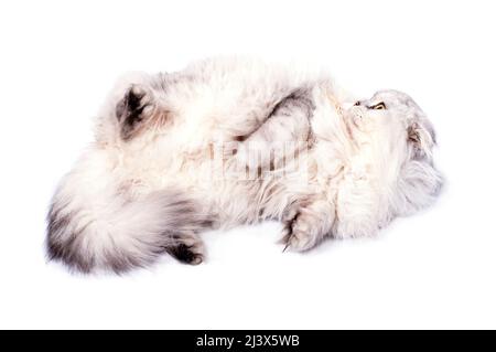 Beau jeu moelleux écossais chat chinchilla argent se trouve dans une balle sur un fond blanc, image isolée, beaux chats domestiques, chats dans le hou Banque D'Images