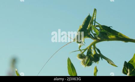 Grand sauterelle verte sur fond bleu ciel, gros plan. Créatif. Insecte vert sur une plante verte d'été. Banque D'Images