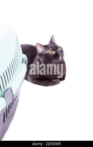 Prêt pour le transport le chat noir écossais se trouve à côté d'un porte-chat, image isolée, beaux chats domestiques, chats dans la maison, animaux de compagnie, un voyage à la TH Banque D'Images