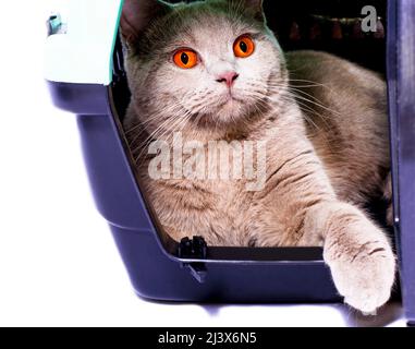 Scottish Cat regarde par une porte ouverte à l'intérieur d'un porte-chat avec sa patte, une image isolée, de beaux chats domestiques, chats dans la maison, animaux de compagnie, a t Banque D'Images