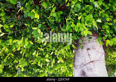 Feuilles vertes dans la couronne d'un microcarpa Ficus. Gros plan Banque D'Images