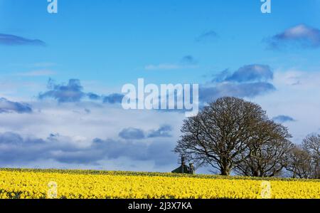 KINNEFF STONEHAVEN SCOTLAND UN CIEL BLEU UN ARBRE ET DES JONQUILLES INTENSÉMENT JAUNES AU DÉBUT DU PRINTEMPS Banque D'Images