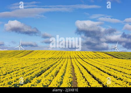 KINNEFF STONEHAVEN SCOTLAND UN CIEL BLEU DEUX ÉOLIENNES ET DES JONQUILLES TRÈS JAUNES AU DÉBUT DU PRINTEMPS Banque D'Images