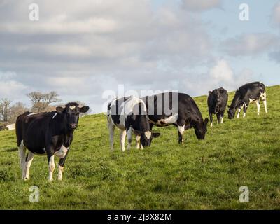 Les jeunes vaches noires et blanches de la Frise bissent dans les champs de printemps, dans les prairies. ROYAUME-UNI. Banque D'Images