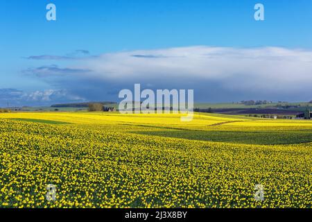 KINNEFF STONEHAVEN SCOTLAND CULTIVE UN CIEL BLEU ET DES CHAMPS DE JONQUILLES AU DÉBUT DU PRINTEMPS Banque D'Images