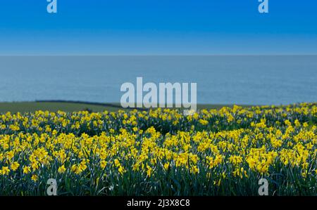 KINNEFF STONEHAVEN ÉCOSSE FERMES AGRICOLES ET CIEL BLEU ET CHAMPS DE JONQUILLES DE MER AU DÉBUT DU PRINTEMPS Banque D'Images