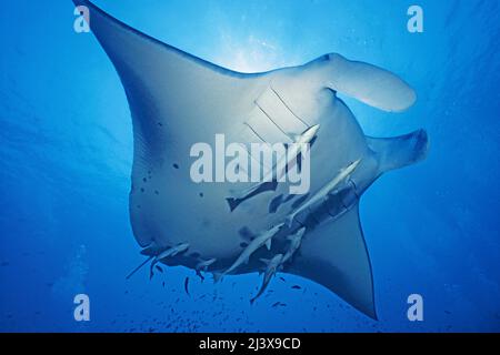 Rayon manta océanique géant ou rayon manta géant (Manta birostris), avec remoras (Echeneis nucrates), Ari Atoll, Maldives, Océan Indien, Asie Banque D'Images