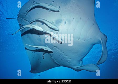 Rayon manta océanique géant ou rayon manta géant (Manta birostris), avec remoras (Echeneis nucrates), Ari Atoll, Maldives, Océan Indien, Asie Banque D'Images