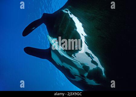 Rayon manta océanique géant noir ou rayon manta géant (Manta birostris), avec remoras (Echeneis nucrates), Ari Atoll, Maldives, Océan Indien, Asie Banque D'Images