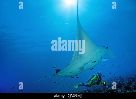 Plongée sous-marine avec manta ray océanique géant ou manta ray géant (Manta birostris), Ari Atoll, Maldives, Océan Indien, Asie Banque D'Images