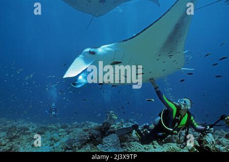 Plongeur touchant un rayon manta océanique géant ou un rayon manta géant (Manta birostris), Ari Atoll, Maldives, Océan Indien, Asie Banque D'Images